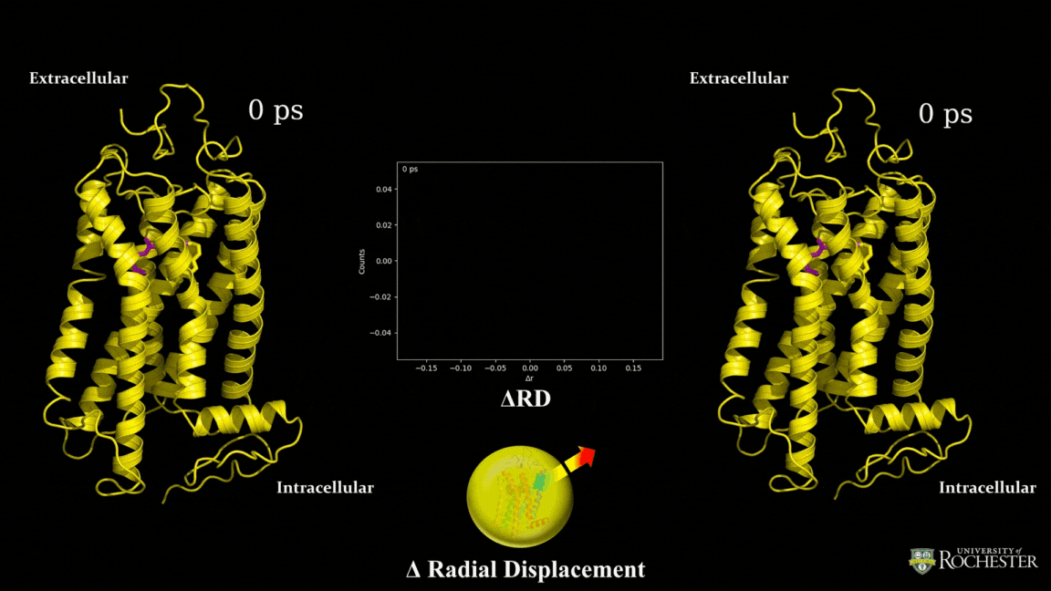 rhodopsin